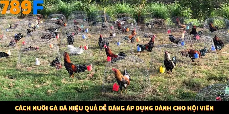 Cách Nuôi Gà Đá Hiệu Quả Dễ Dàng Áp Dụng Dành Cho Hội Viên