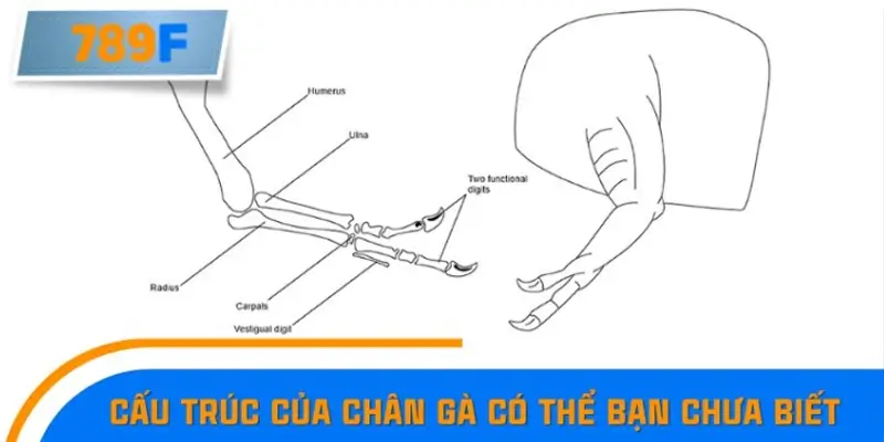 Cấu trúc của chân gà có thể bạn chưa biết